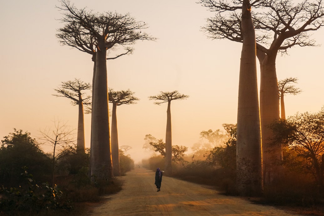 Bomen Madagaskar